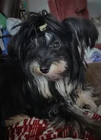 Deke, a male Yorkshire Terrier for sale in Holiday, FL – 10 of 10