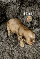 GiGi, a female Yorkshire Terrier for sale in Holiday, FL – 5 of 10