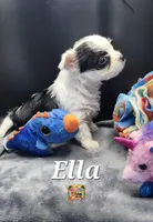 Ella very small, a female Yorkshire Terrier for sale in Holiday, FL – 7 of 9
