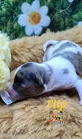 Flip, a male Yorkshire Terrier and Biewer for sale in Holiday, FL – 6 of 10