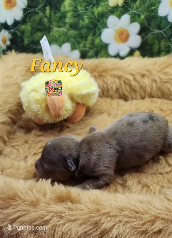 Fancy – Yorkshire Terrier puppy for sale in Holiday, FL