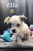 Ella very small, a female Yorkshire Terrier for sale in Holiday, FL – 6 of 9