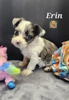 Erin blue eyes, a female Yorkshire Terrier for sale in Holiday, FL – 8 of 10