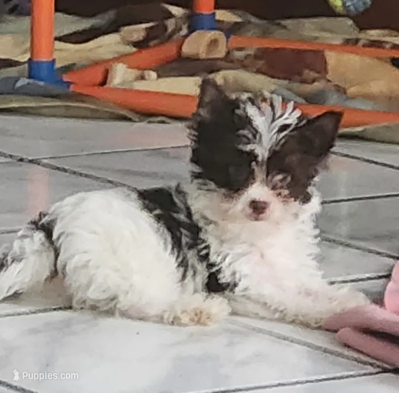 Grace – Yorkshire Terrier puppy for sale in Holiday, FL