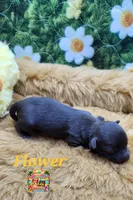 Flower, a female Yorkshire Terrier and Biewer for sale in Holiday, FL – 6 of 9
