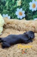Flower, a female Yorkshire Terrier and Biewer for sale in Holiday, FL – 7 of 9
