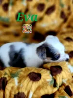 Eva possible blue eyes, a female Yorkshire Terrier for sale in Holiday, FL – 5 of 7
