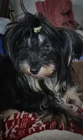 Doc, a male Yorkshire Terrier for sale in Holiday, FL – 10 of 10