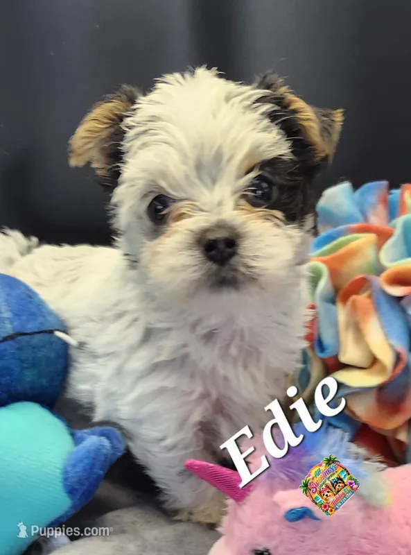 Edie – Yorkshire Terrier puppy for sale in Holiday, FL