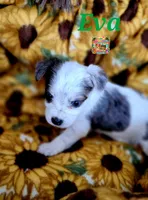 Eva possible blue eyes, a female Yorkshire Terrier for sale in Holiday, FL – 3 of 7