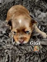 GiGi, a female Yorkshire Terrier for sale in Holiday, FL – 9 of 10