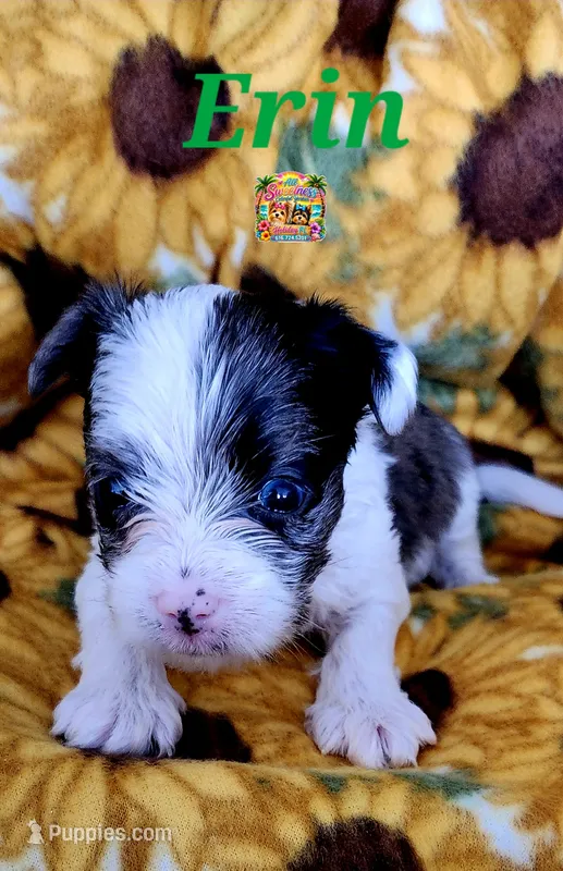 Erin – Yorkshire Terrier puppy for sale in Holiday, FL