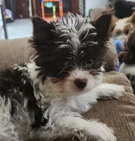 Grace, a female Yorkshire Terrier for sale in Holiday, FL – 7 of 10