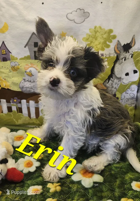 Erin blue eye – Yorkshire Terrier puppy for sale in Holiday, FL
