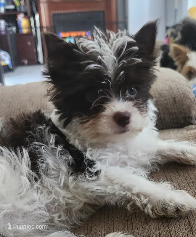 Grace – Yorkshire Terrier puppy for sale in Holiday, FL