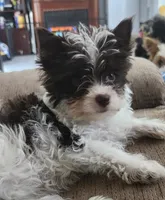 Grace, a female Yorkshire Terrier for sale in Holiday, FL – 1 of 10