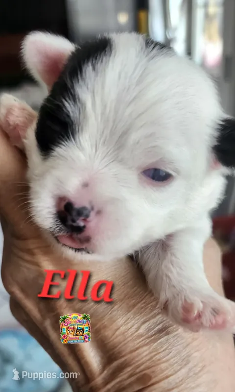 Ella – Yorkshire Terrier puppy for sale in Holiday, FL