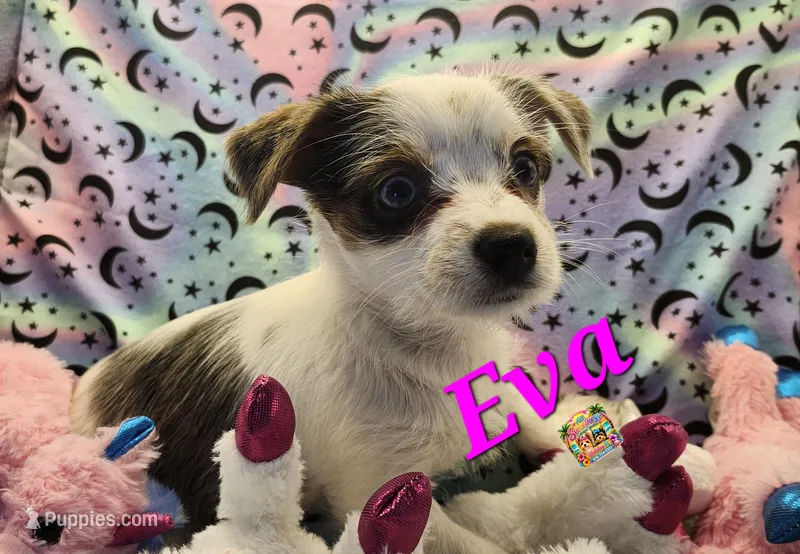 Eva blue eyes – Yorkshire Terrier puppy for sale in Holiday, FL