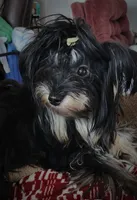 Dano, a male Yorkshire Terrier for sale in Holiday, FL – 10 of 10