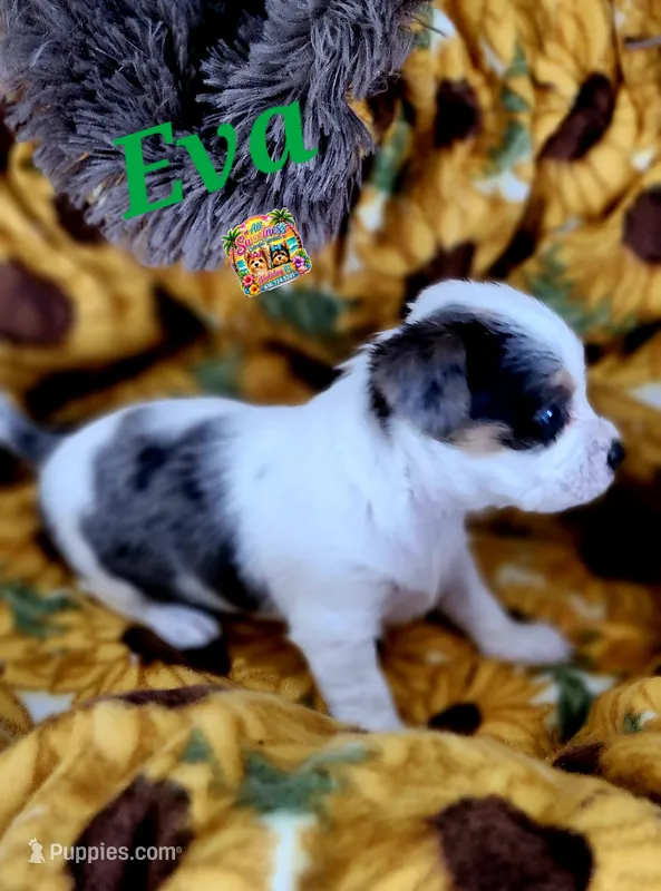 Eva – Yorkshire Terrier puppy for sale in Holiday, FL