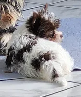 Grace, a female Yorkshire Terrier for sale in Holiday, FL – 3 of 10