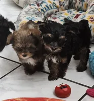 Deke, a male Yorkshire Terrier for sale in Holiday, FL – 7 of 10