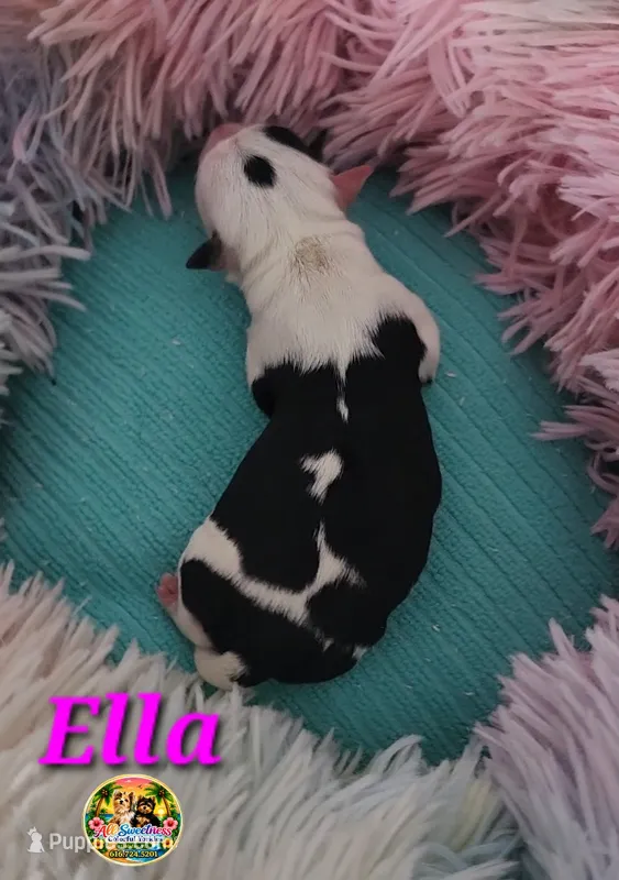 Ella – Yorkshire Terrier puppy for sale in Holiday, FL