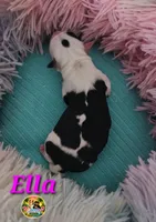 Ella, a female Yorkshire Terrier for sale in Holiday, FL – 1 of 4