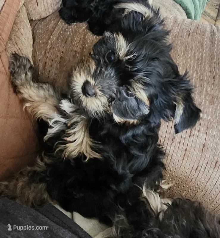 Deke – Yorkshire Terrier puppy for sale in Holiday, FL