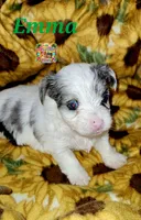 Emma possible blue eyes, a female Yorkshire Terrier for sale in Holiday, FL – 7 of 8