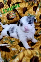 Emma possible blue eyes, a female Yorkshire Terrier for sale in Holiday, FL – 6 of 8