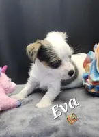 Eva blue eyes, a female Yorkshire Terrier for sale in Holiday, FL – 2 of 10