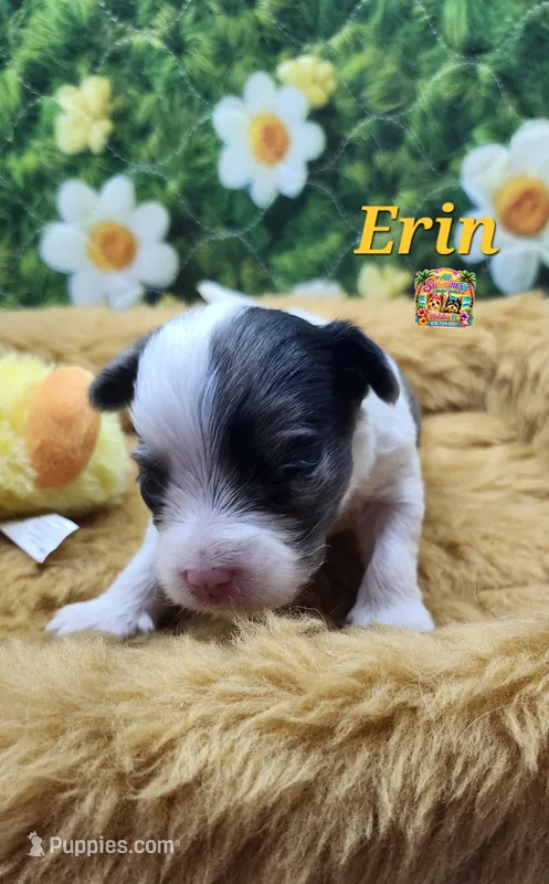 Erin – Yorkshire Terrier puppy for sale in Holiday, FL