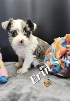 Erin blue eyes, a female Yorkshire Terrier for sale in Holiday, FL – 2 of 10
