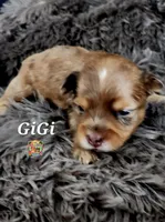 GiGi, a female Yorkshire Terrier for sale in Holiday, FL – 10 of 10