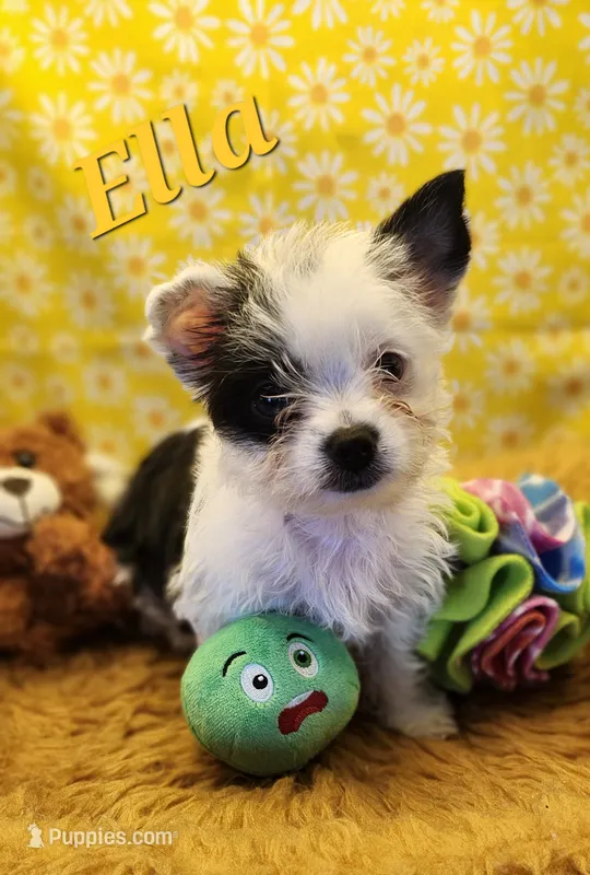 Ella very small – Yorkshire Terrier puppy for sale in Holiday, FL