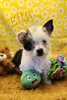 Ella , a female Yorkshire Terrier for sale in Holiday, FL – 1 of 9