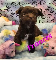 Frances, a female Yorkshire Terrier for sale in Holiday, FL – 3 of 9