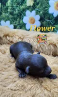 Flower, a female Yorkshire Terrier and Biewer for sale in Holiday, FL – 4 of 9