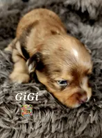 GiGi, a female Yorkshire Terrier for sale in Holiday, FL – 8 of 10