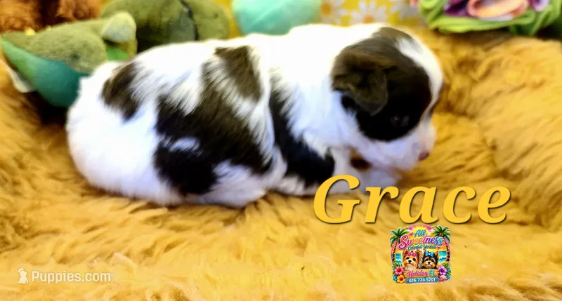 Grace – Yorkshire Terrier puppy for sale in Holiday, FL