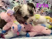 Erin blue eye, a female Yorkshire Terrier for sale in Holiday, FL – 7 of 9
