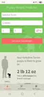 Flash charting under 3#, a male Yorkshire Terrier for sale in Holiday, FL – 9 of 10