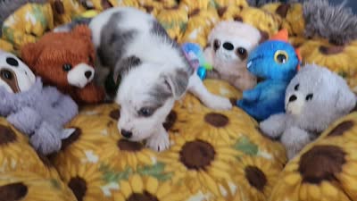 Eva possible blue eyes, a female Yorkshire Terrier for sale in Holiday, FL – 2 of 7