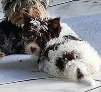 Grace, a female Yorkshire Terrier for sale in Holiday, FL – 6 of 10