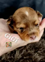 GiGi, a female Yorkshire Terrier for sale in Holiday, FL – 6 of 10