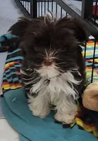 Flash, a male Yorkshire Terrier for sale in Holiday, FL – 9 of 10