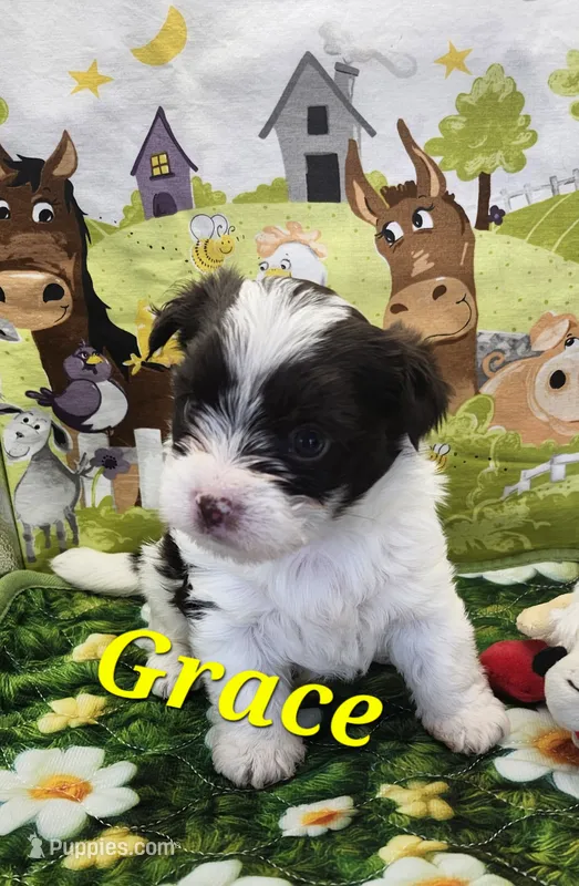Grace – Yorkshire Terrier puppy for sale in Holiday, FL