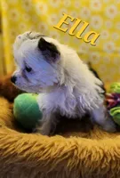 Ella , a female Yorkshire Terrier for sale in Holiday, FL – 6 of 9