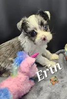 Erin blue eyes, a female Yorkshire Terrier for sale in Holiday, FL – 4 of 10